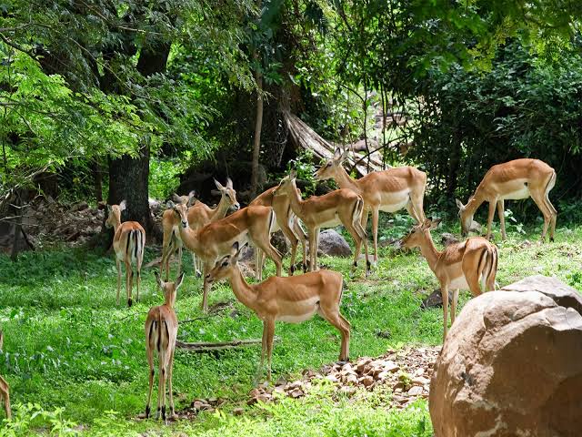 Impala and zebra grazing beside Lake Victoria at Kisumu Impala Sanctuary