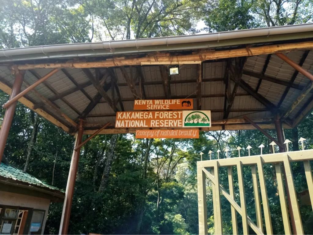 Sunlight through the canopy of Kakamega tropical rainforest