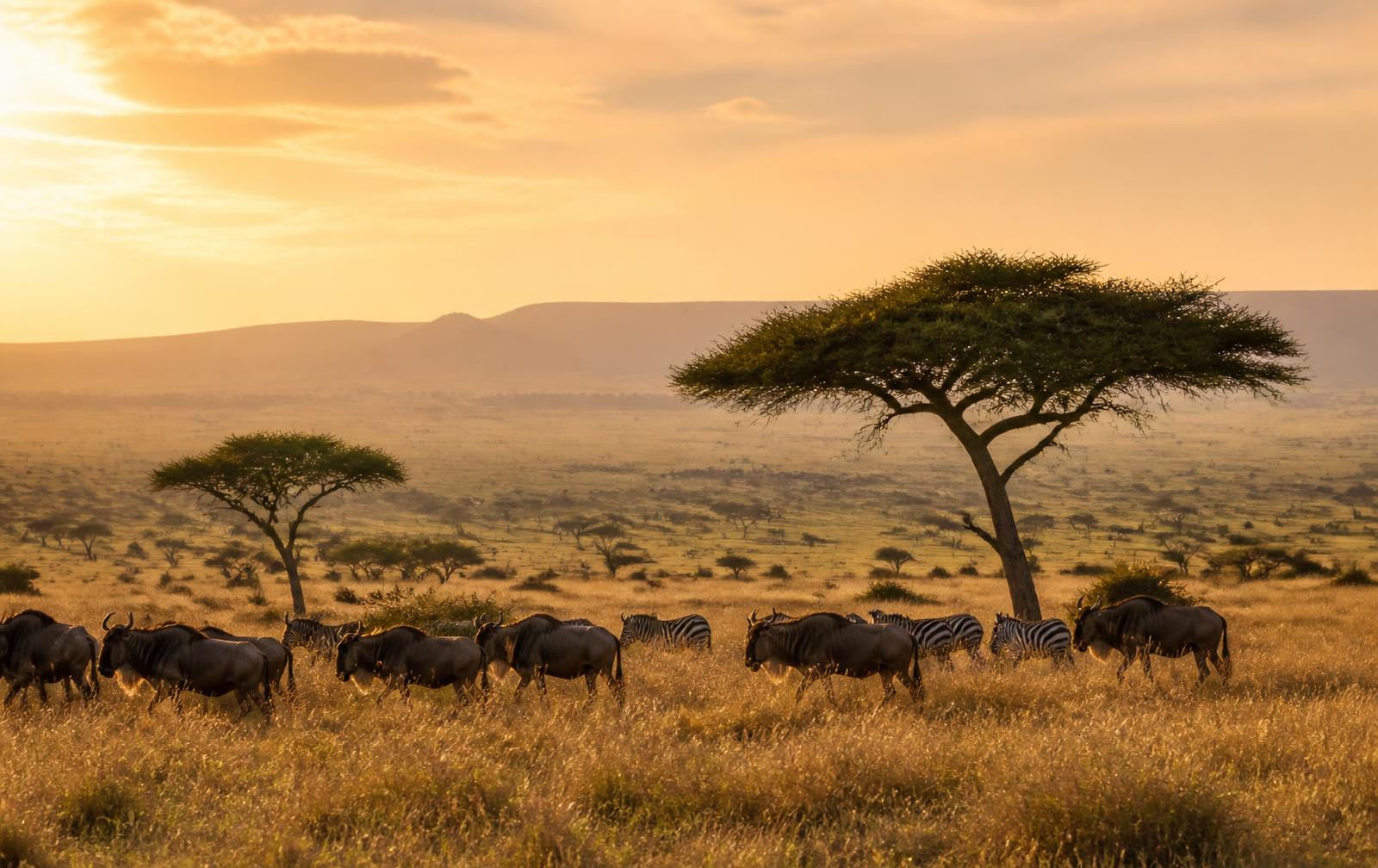 Wildebeest and zebra crossing golden savannah beneath an acacia tree in the Maasai Mara
