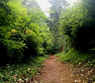 Shaded footpath through the indigenous trees of Malava Forest