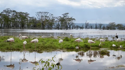 Papyrus wetland at dawn with wading birds near Dunga